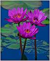 Water Lily Trio